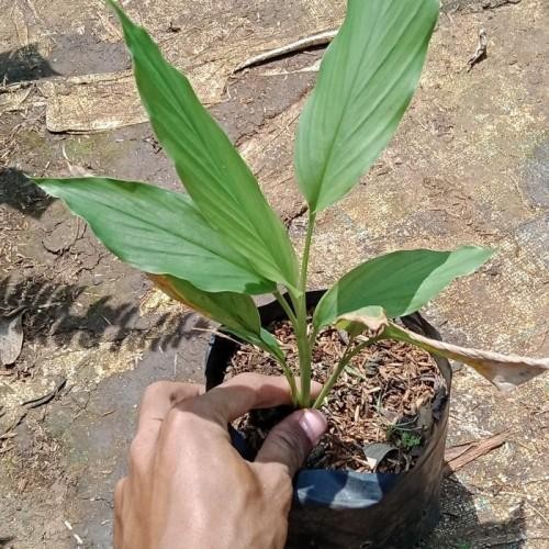 

Terlaris Tanaman Kunyit Bibit Rempah Kunyit Herbal Rempah Masak Kunyit