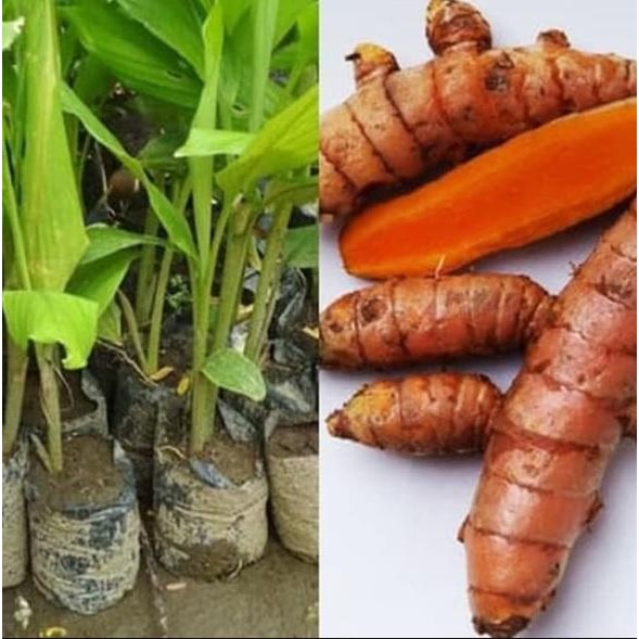 

Terlaris Bibit Kunir - Kunyit Kuning Tanaman Herbal Tanaman Hidup