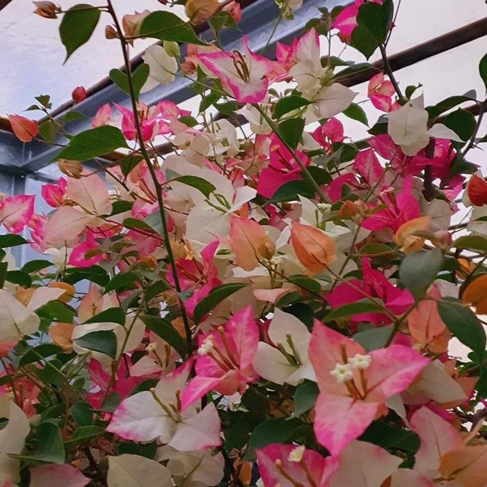 stek batang bougenville import Sufia india