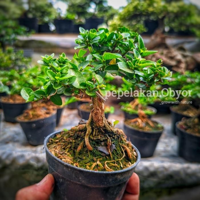 Bonsai Sancang Mini Shito Mame Sudah Siap Pajang Berkarakter Bonus Pot SUDAH BERKARATER
