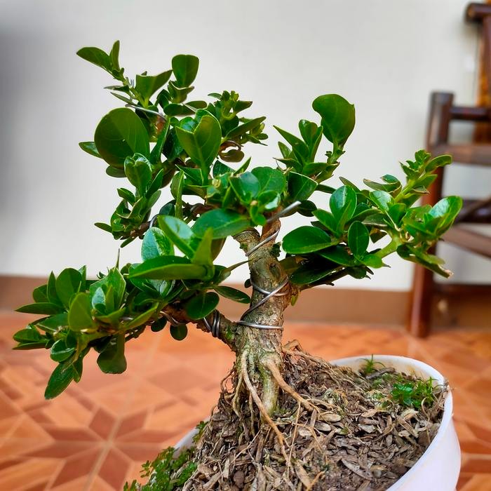 bonsai shito sancang jadi
