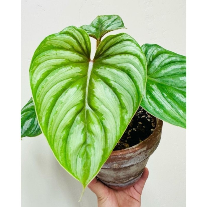 Philodendron Plowmanii / Philo Plomani / pilo flomani