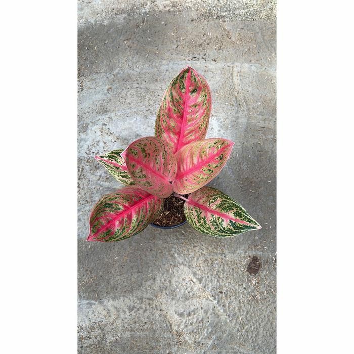 Aglonema Widuri ( hanya anakan)