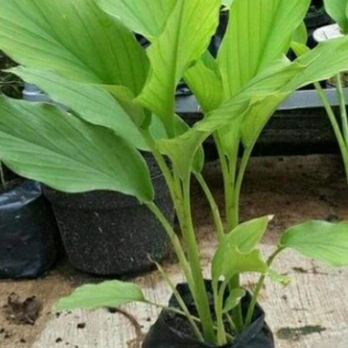 

Terlaris Bibit Pohon Kunyit Putih/Temu Putih