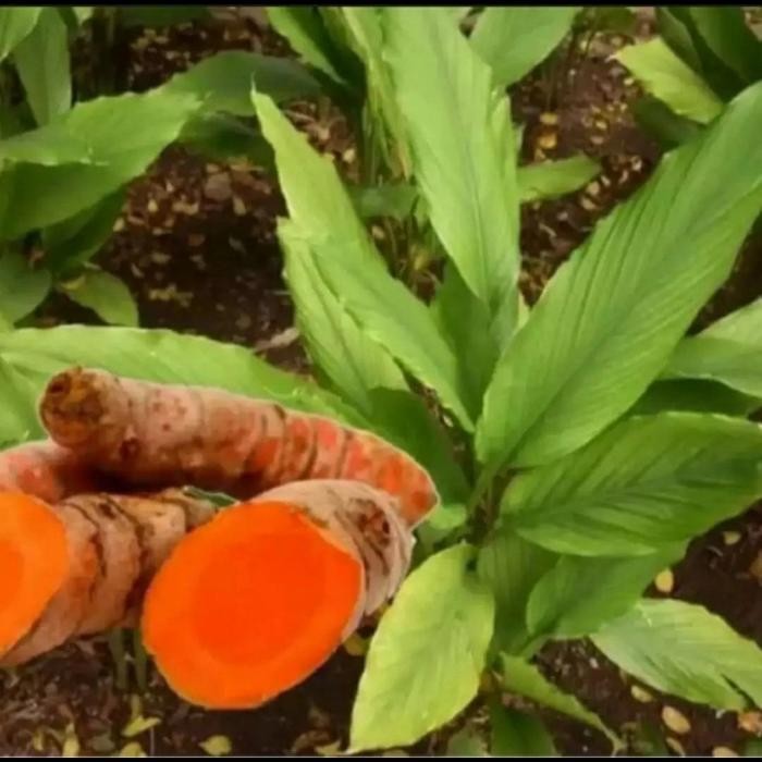 

Terlaris Tanaman Bibit Herbal/Bumbu Dapur Kunyit Kuning