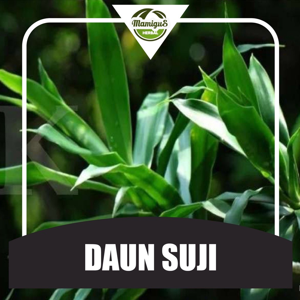 

TERMURAH!! Daun Suji Pewarna Hijau Alami Organik 50 Lembar