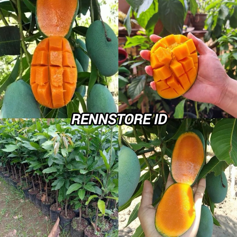 Bibit Mangga Manalagi Super Hasil Okulasi