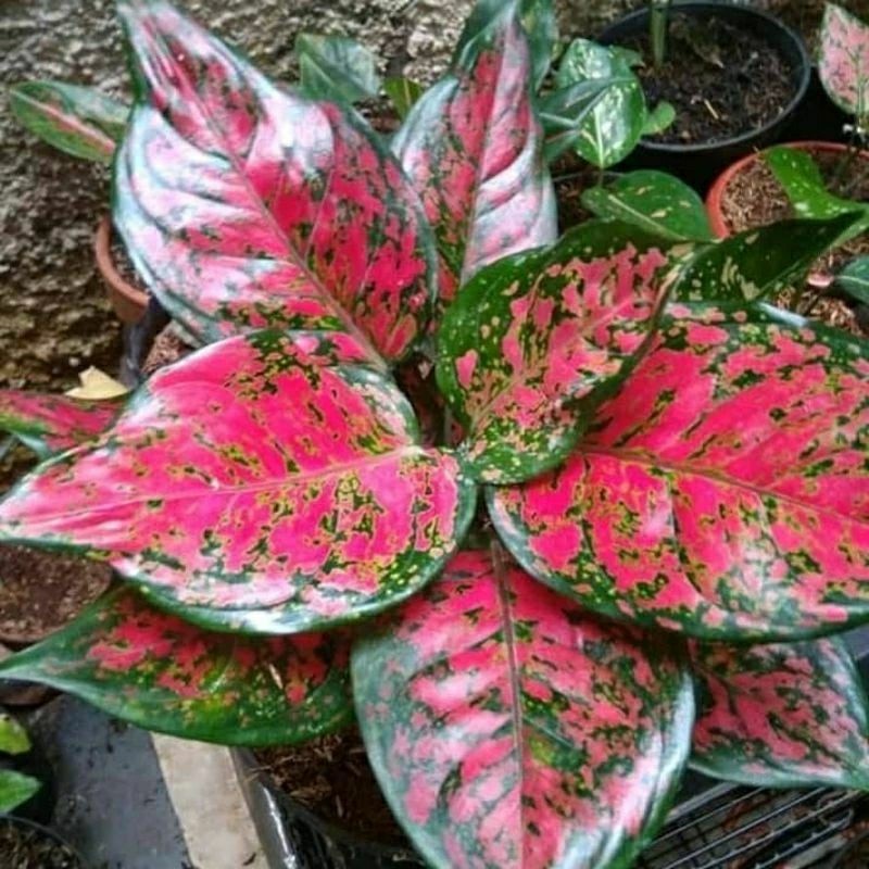 aglonema dut anjamani (remaja besar rimbun)