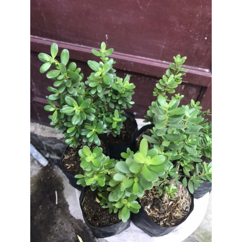 ( 2 pohon ) santigi mawar