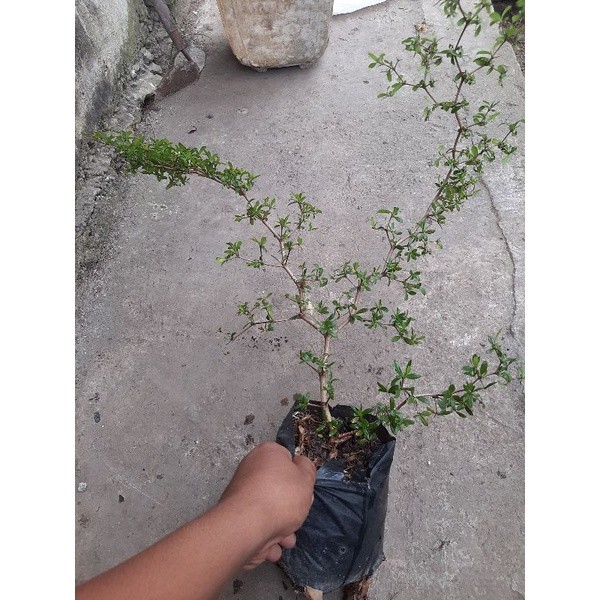 PROMO  Bibit Bonsai Bucida Spinosa / Bahan Bonsai Bucida Spinosa / Black Olive / Geometri