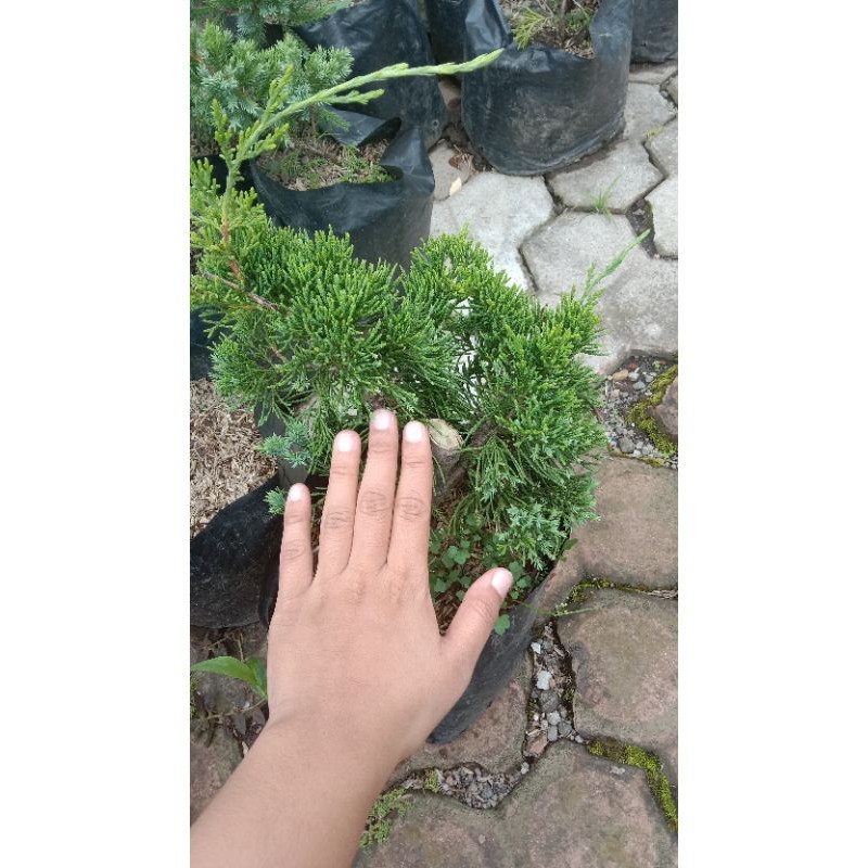 Cemara Sinensis Hijau Batang Besar