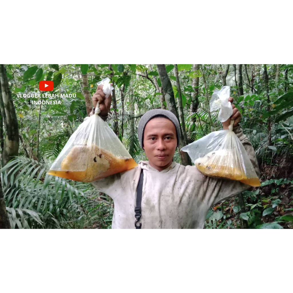 

Sensasi Lezat (Chat Dulu) Sarang Madu Hutan Liar Asli 100% From West Java