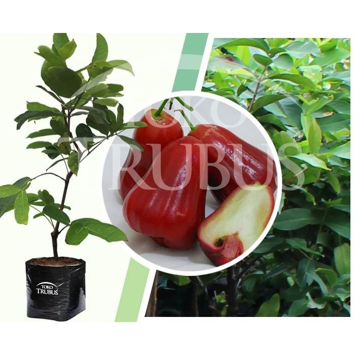 

Bibit Tanaman Buah Jambu air citra