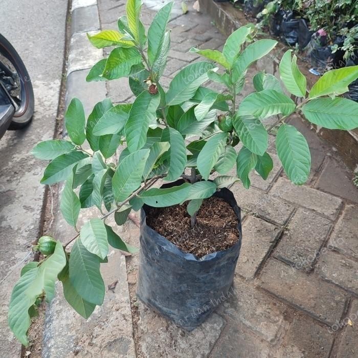 

bibit tanaman JAMBU KRISTAL / pohon jambu kristal