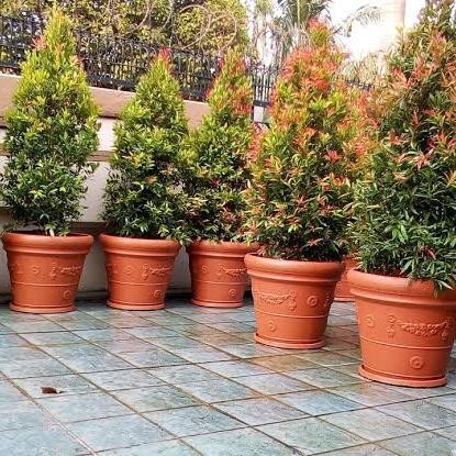 

tanaman pucuk merah bibit pucuk merah pohon pucuk merah