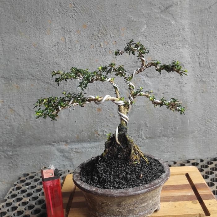 

bibit tanaman bonsai seribu bintang mikro