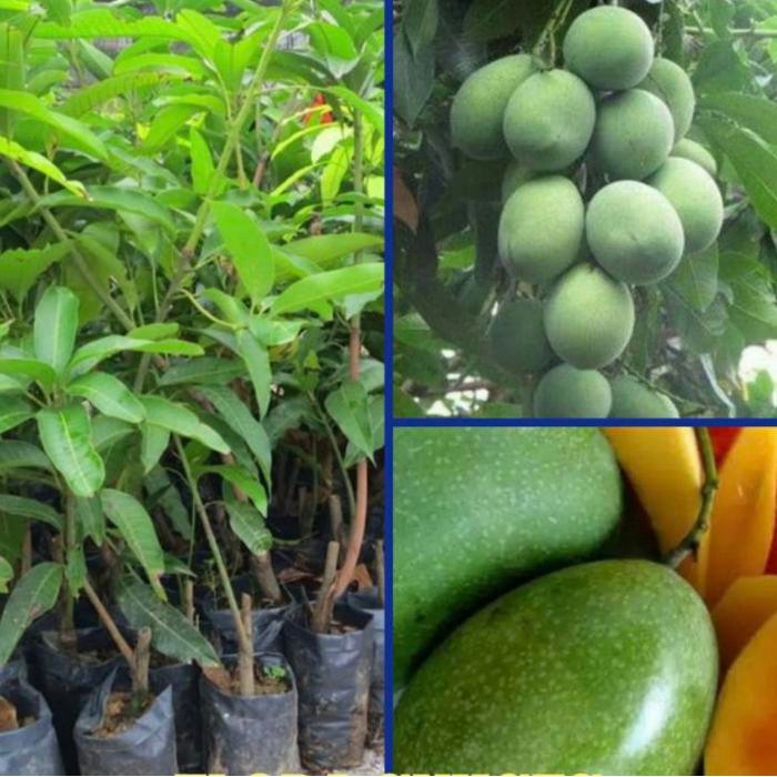 

Bibit Tanaman Mangga Manalagi siap berbuah