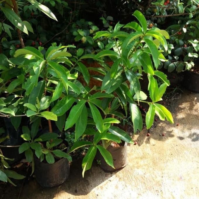 

Tanaman buah jambu jamaika / Pohon bibit jamaica