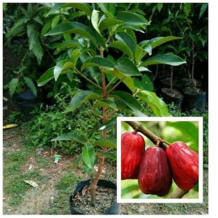 

TANAMAN BIBIT BUAH JAMBU JAMAIKA