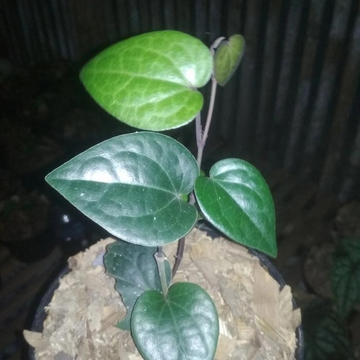 

Bibit Sirih Hitam - Daun Sirih Hitam - Tanaman Herbal Obat Herbal