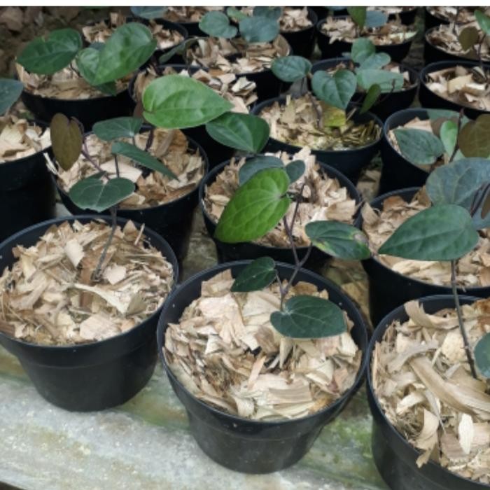 

bibit tanaman herbal sirih hitam