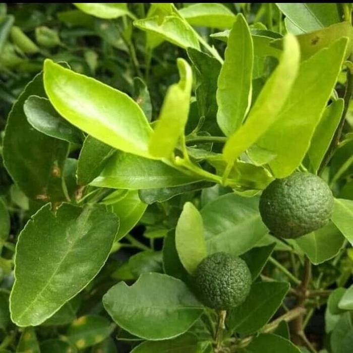

bibit tanaman jeruk limau