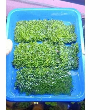 Moss ricardia mini 21x16cm