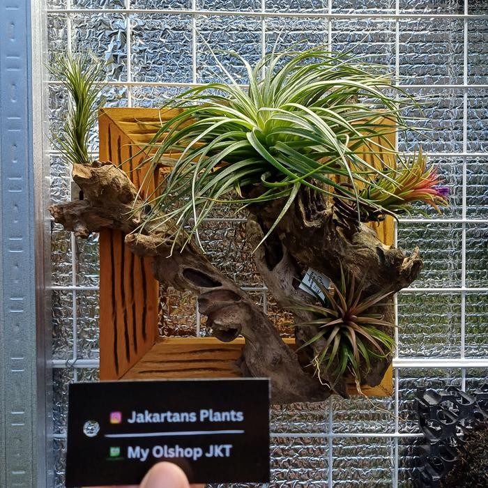 Paket Tillandsia + Frame Kayu