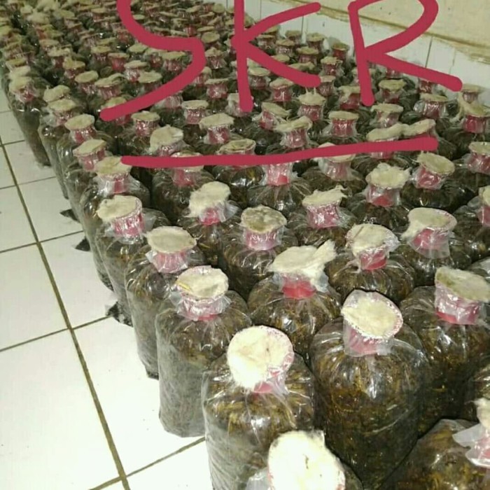 (Allthebest) bibit jamur merang unggul