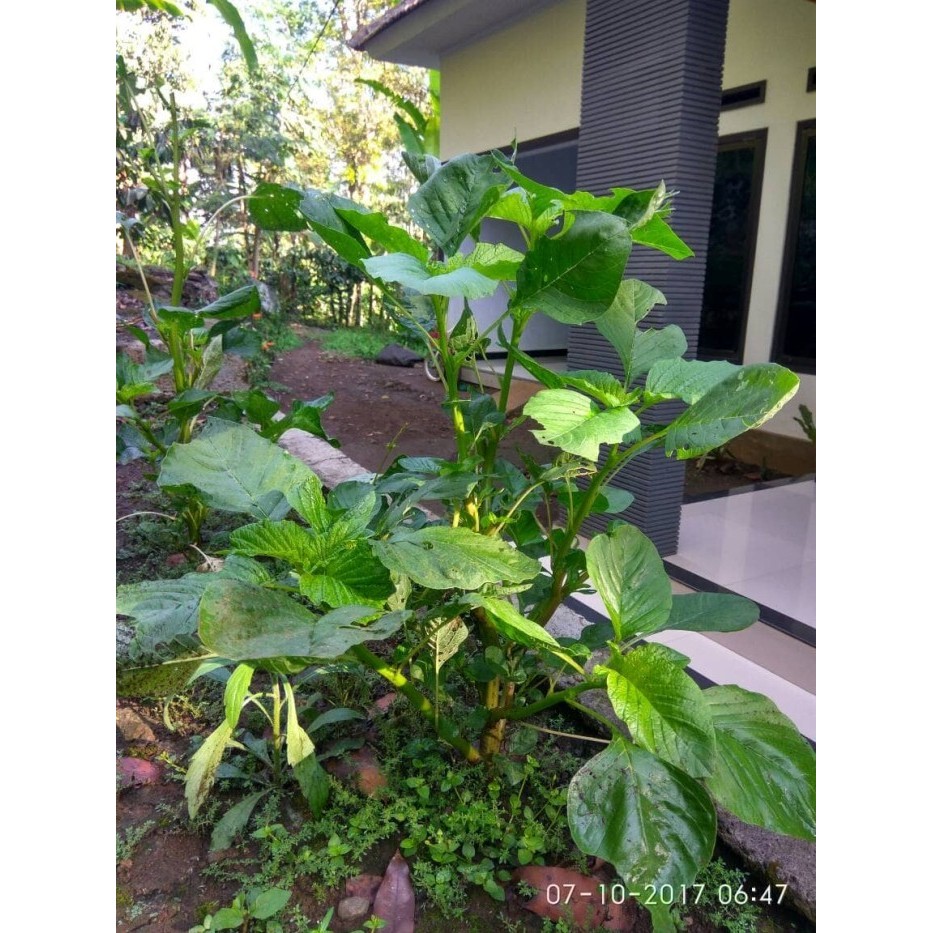 (Allthebest) bibit benih bayam petik bayam peyek bayam kakap jumbo