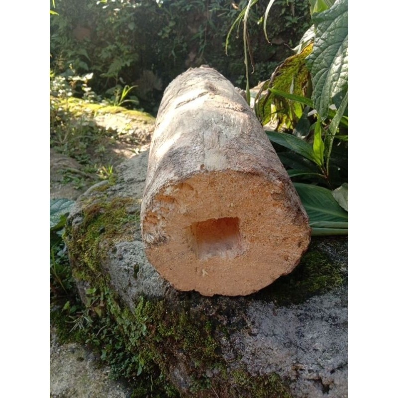 Kayu lapuk media sarang larva kumbang Dorcus titanus