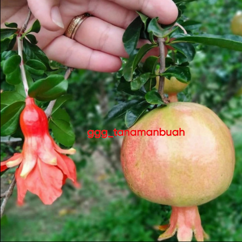 Bibit Delima Putih Jumbo Sudah Berbunga Spesial