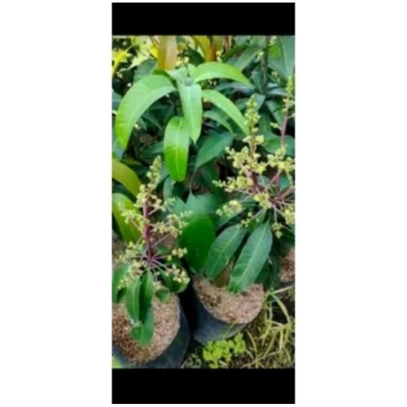 Bibit Tanaman Mangga Kiojay Berbunga Okulasi