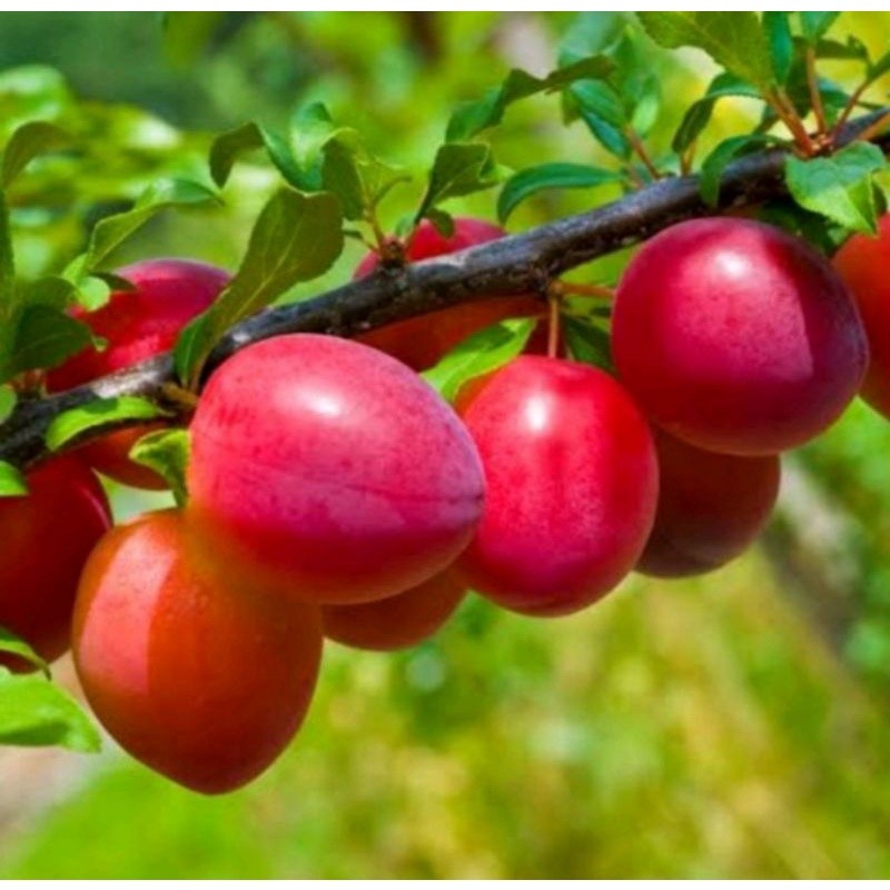 Promo Bibit Buah Plum Merah / Red Plum, Siap Berbuah