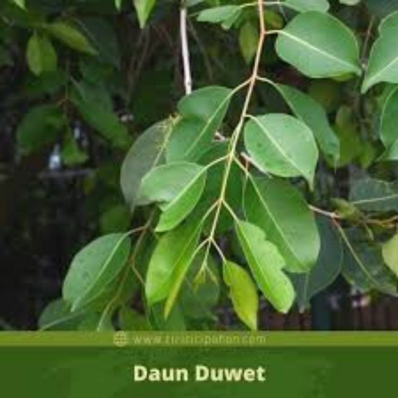 DAUN JUWET SEGAR 500 GRAM [fresh]