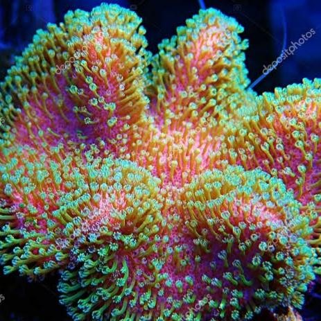 CORAL PAYUNGAN HIJAU SIZE L