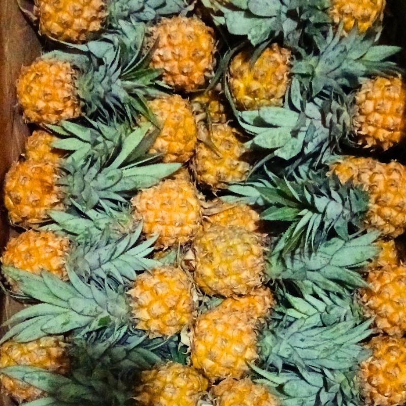 

Andrianbijaksana Paket Nanas Madu Pemalang 10 Pcs