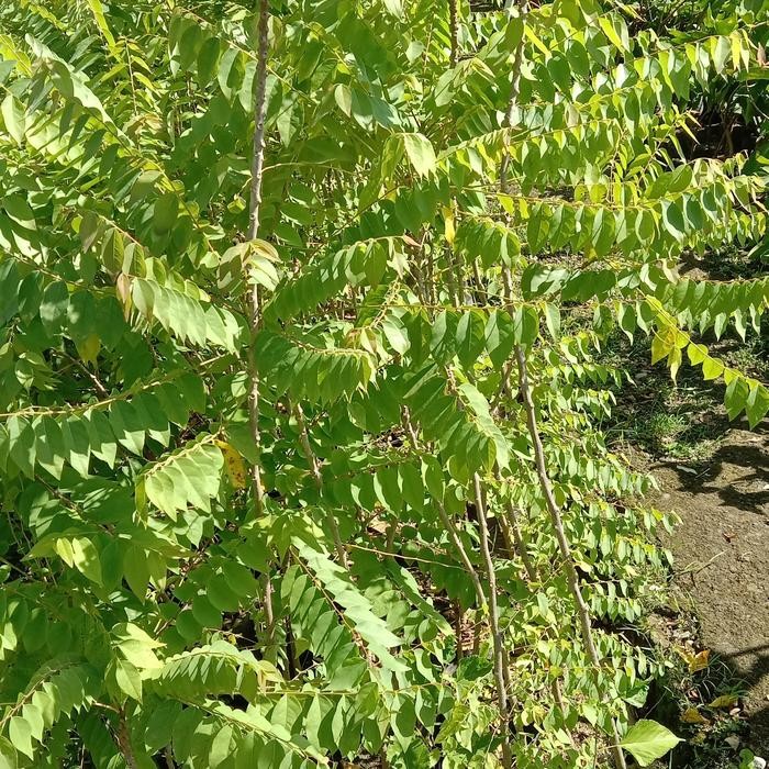 Bibit Tanaman Cermai Pohon Ceremai Bibit Buah Cermai Bibit Cermay