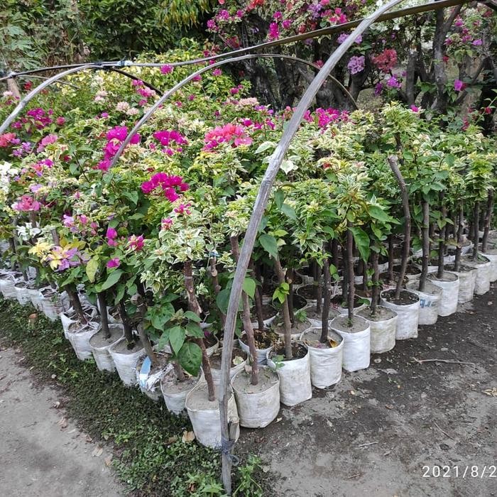 ASLI taan bibit bunga bougenville 3 warna ng besar READY STOCK