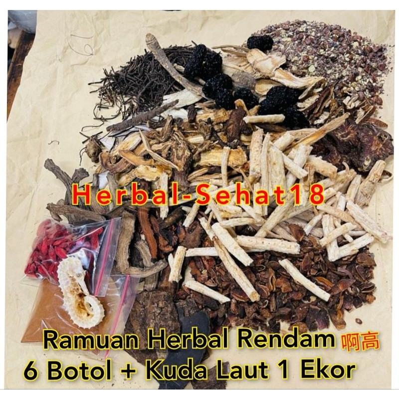 

Herbal Kesehatan / Rendam / Bahan Rendam Kuda Laut AKAO akau PREMIUM