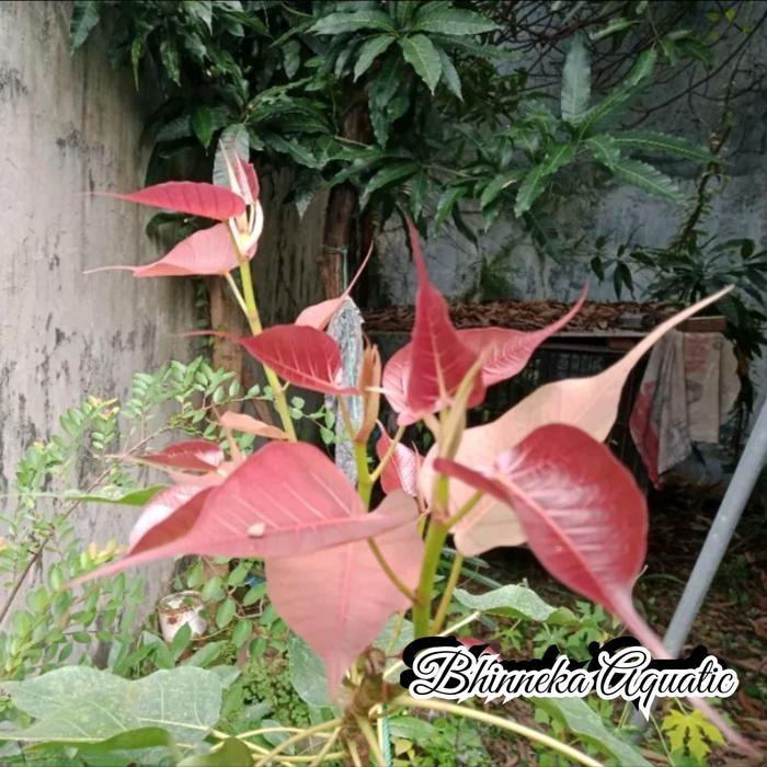 Bodhi Varian Pupus Merah Ficus Religiosa Ori Bodi Beringin Bodhy Bahan Bonsai Murah Ekonomis Kode