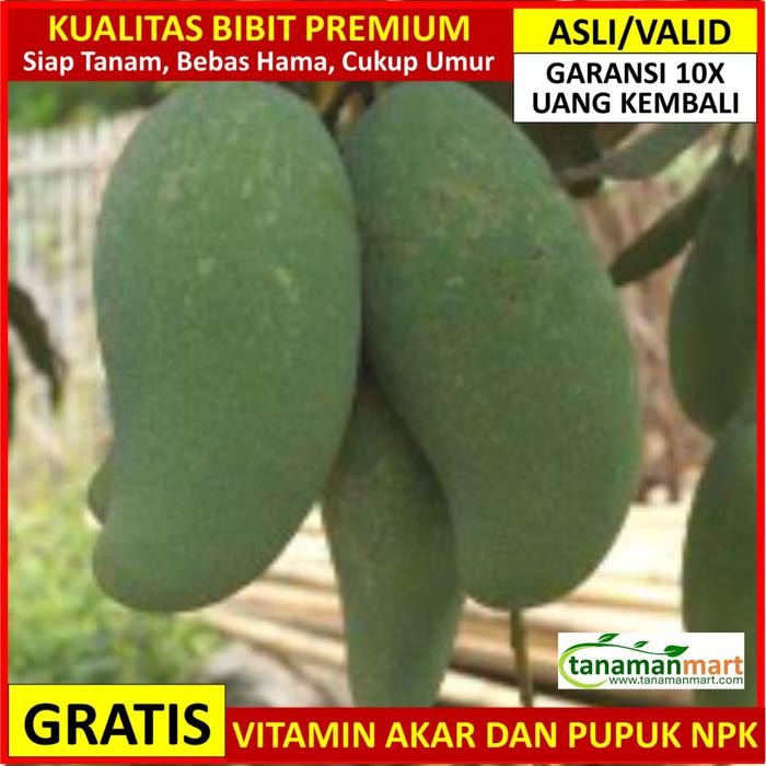 Bibit Mangga Mahatir Asli Bergaransi, Pohon Mangga Jumbo Cangkok Valid Kode 404