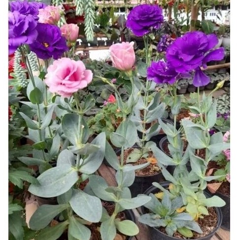 Tanaman Bunga Lisianthus / Mawar Tanpa Duri / Eustoma Grandiflorum