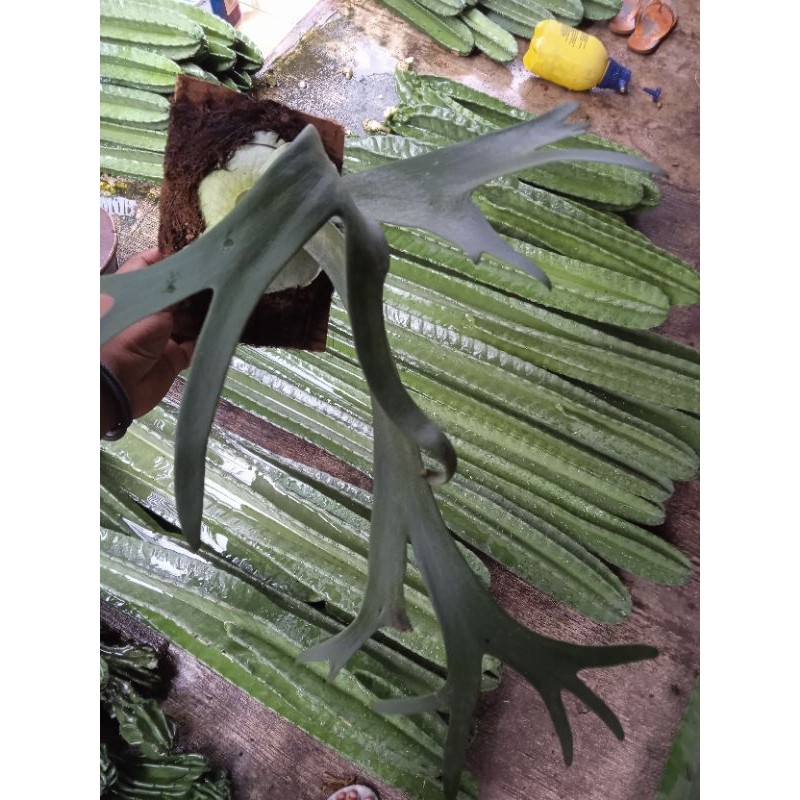 platycerium willinckii / Tanduk rusa /simbar