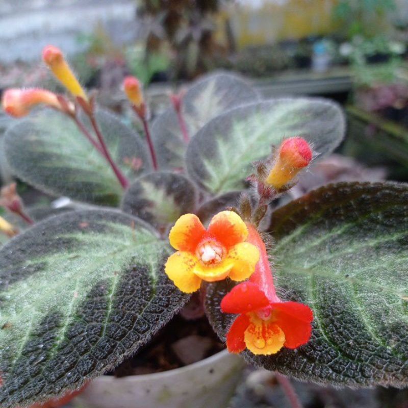 Episcia Dark Afro Bunga Kuning Kunyit