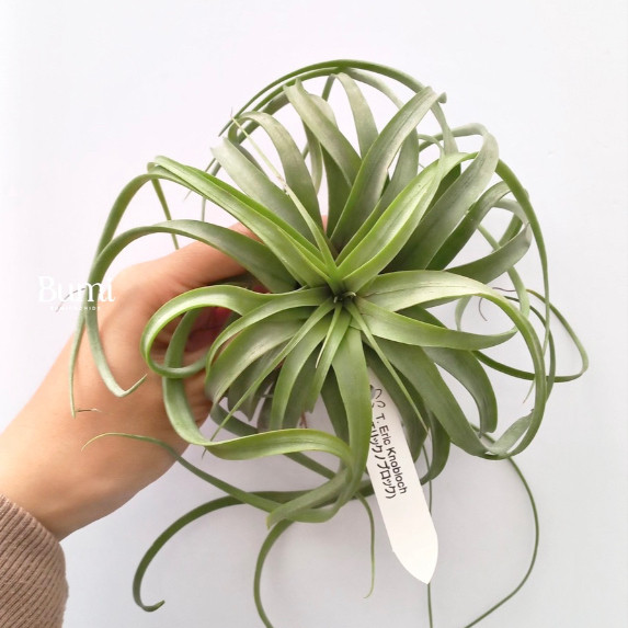Tillandsia Eric Knobloch - BUMI Air Plants Tanaman Udara