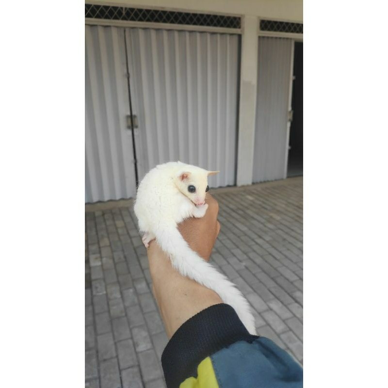 Sugar Glider Leucistic Joey/Baby/Anakan
