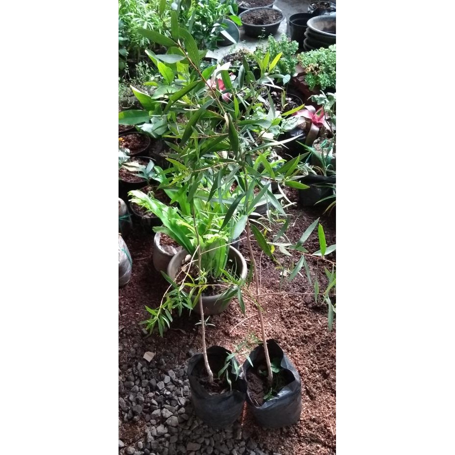 Bibit Pohon Kayu Manis/ Tanaman Kayu Manis