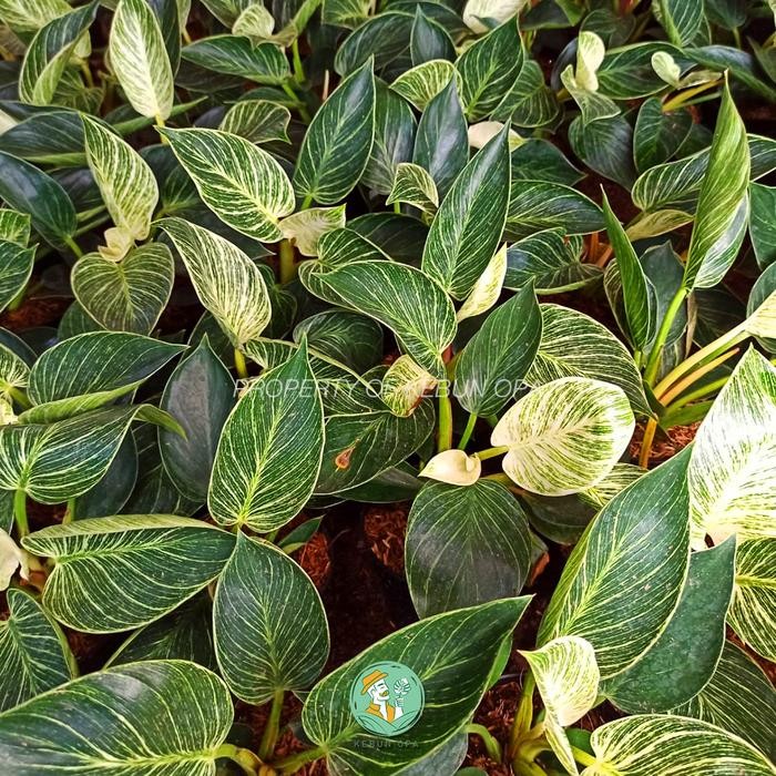 Tanaman Hias Philodendron Birkin Bibit Tanaman Philo Birkin