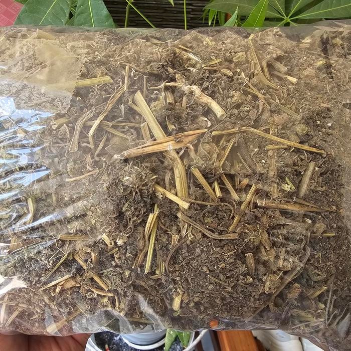 

TERMURAHH!! Ciplukan Kering 100gr - Ceplukan Kering